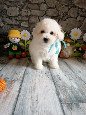 CHIOT Collier bleu - Bichon Frise