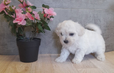 CHIOT 4 - Bichon Frise