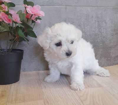 Les chiots de Bichon Frise