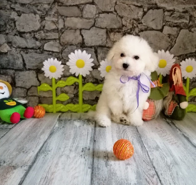 Les chiots de Bichon Frise