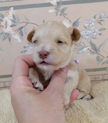 Les chiots de Bichon Havanais