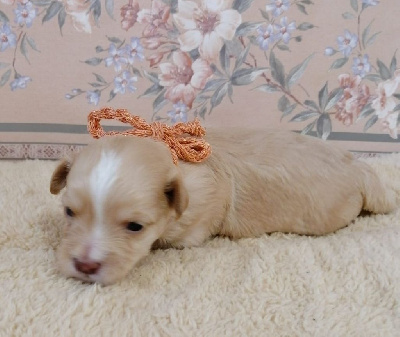 Les chiots de Bichon Havanais