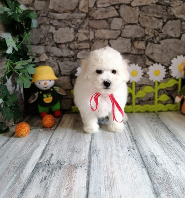 Les chiots de Bichon Frise