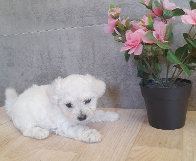 CHIOT 2 - Bichon Frise