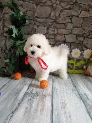 Les chiots de Bichon Frise