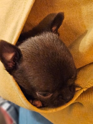 Mini chocolat - Chihuahua