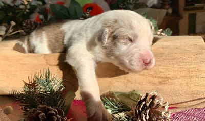 Les chiots de Berger Australien