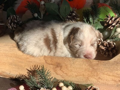 Les chiots de Berger Australien