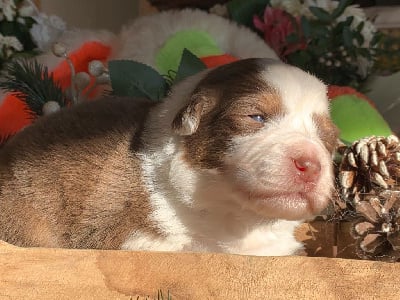 Les chiots de Berger Australien