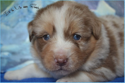 Les chiots de Berger Australien