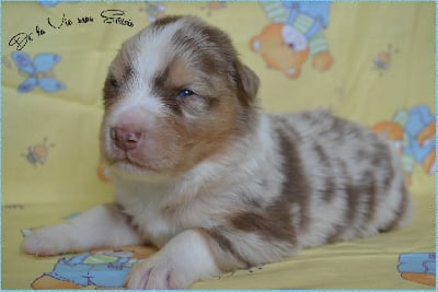 Les chiots de Berger Australien