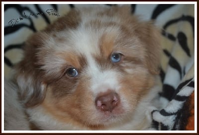 Les chiots de Berger Australien