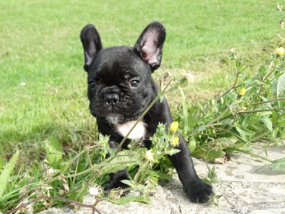 Les chiots de Bouledogue français