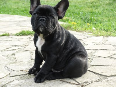 Les chiots de Bouledogue français