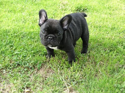 Les chiots de Bouledogue français