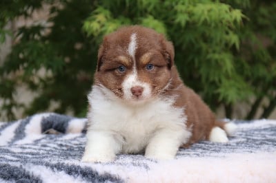 Les chiots de Berger Australien