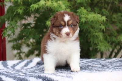 Les chiots de Berger Australien