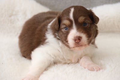 Les chiots de Berger Australien