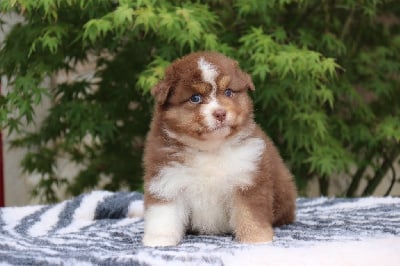 Les chiots de Berger Australien