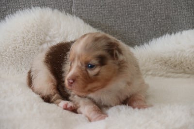 Les chiots de Berger Australien