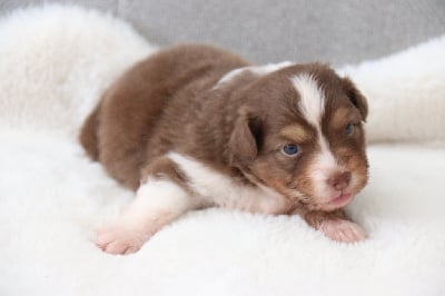 Les chiots de Berger Australien