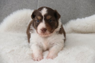 Les chiots de Berger Australien