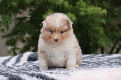 Les chiots de Berger Australien