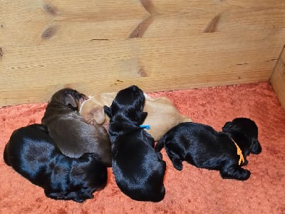 Les chiots de Cocker Spaniel Anglais