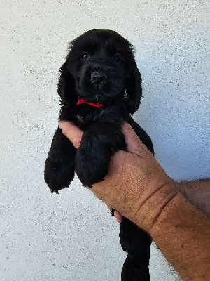 Les chiots de Cocker Spaniel Anglais