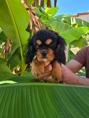 Les chiots de Cavalier King Charles Spaniel