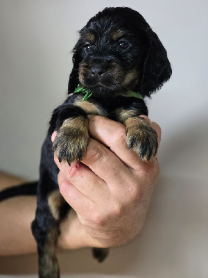 Les chiots de Cocker Spaniel Anglais