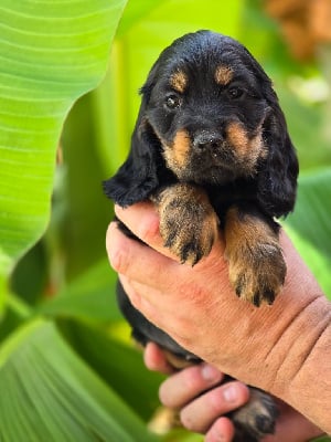 VENUS FEMELLE NOIRE ET FEU collier vert - Cocker Spaniel Anglais