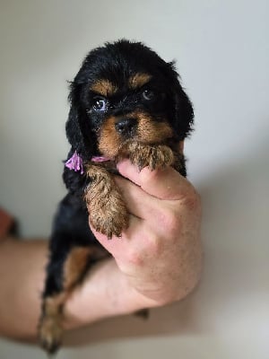 Les chiots de Cavalier King Charles Spaniel