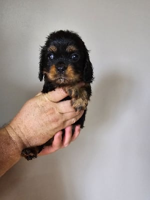 Les chiots de Cavalier King Charles Spaniel