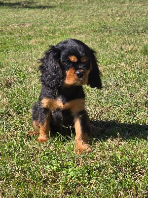 Les chiots de Cavalier King Charles Spaniel