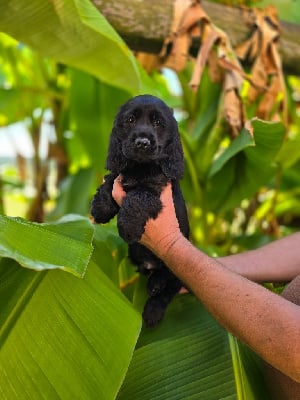 VOGUE Mâle noir collier rouge - Cocker Spaniel Anglais