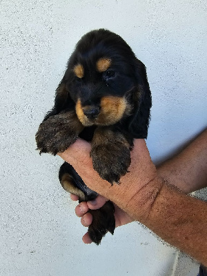 Les chiots de Cocker Spaniel Anglais