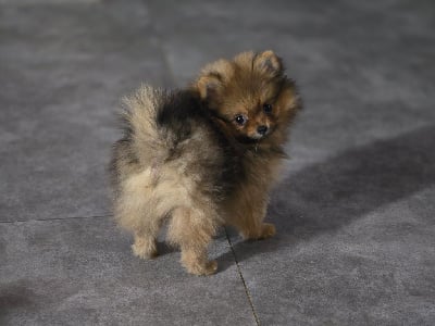 Les chiots de Spitz allemand