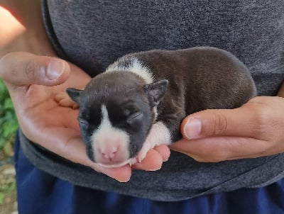 Les chiots de American Staffordshire Terrier