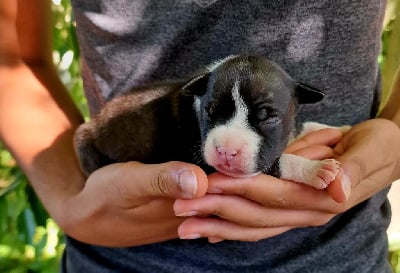 Bringée Virgule - American Staffordshire Terrier