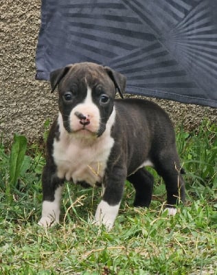 Les chiots de American Staffordshire Terrier