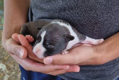 Noire et blanche - American Staffordshire Terrier