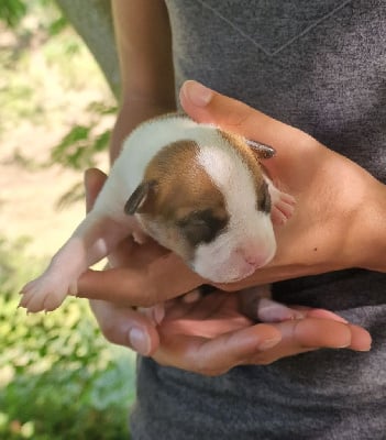 Les chiots de American Staffordshire Terrier