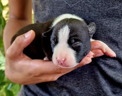 Noire et blanche - American Staffordshire Terrier