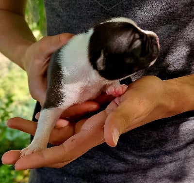 Les chiots de American Staffordshire Terrier