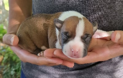 Les chiots de American Staffordshire Terrier