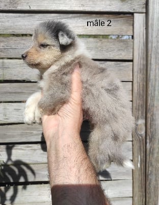 Les chiots de Colley à poil long