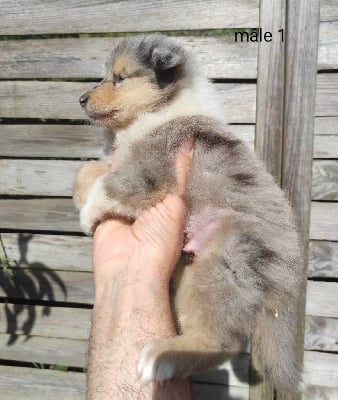 Les chiots de Colley à poil long