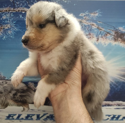 Les chiots de Colley à poil long