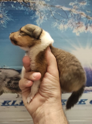 Les chiots de Colley à poil long